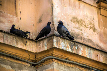 Three doves sit on the eaves of an old building	

