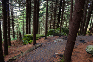 path in the woods