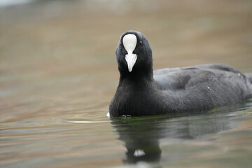 coot