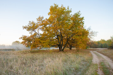 Beautiful foggy morning at the old oaks avenue
