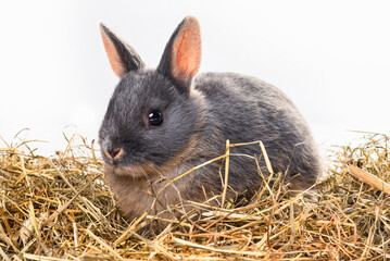 little gray rabbit in the hay