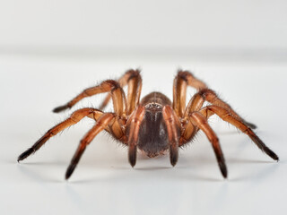 Tubetrapdoor and Wishbone Spiders. Genus Nemesia 