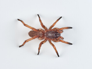 Tubetrapdoor and Wishbone Spiders. Genus Nemesia 