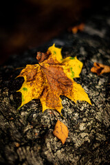Jesienny liść klonu leżący na pniu