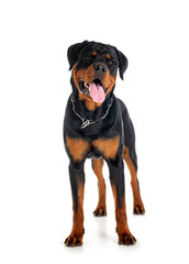 puppy rottweiler in studio