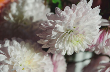 A close up photo of a bunch of dark pink chrysanthemum flowers with yellow centers and white tips on their petals.