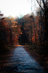 Leśna droga jesienią