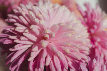 A close up photo of a bunch of dark pink chrysanthemum flowers with yellow centers and white tips...
