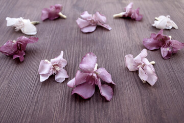 Naklejka na ściany i meble Withered pink flower heads in heart shape on wooden background