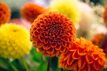 Orange and yellow dahlias flowers on a blurred background, soft focus.