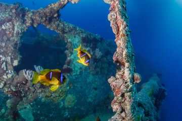 clownfish Nemo