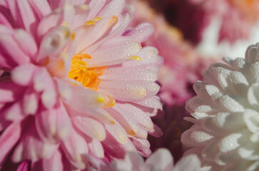 A close up photo of a bunch of dark pink chrysanthemum flowers with yellow centers and white tips...