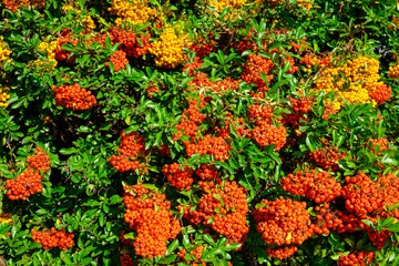 A rowan shrub (sorbus aucuparia) with ripe yellow and orange rowan berries in sunlight.
