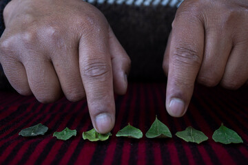 Hands of indigenous, jilata, yatiri, shaman, interpreting the reading of the traditional coca leaf....
