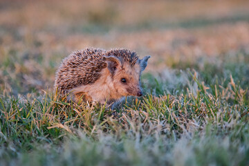 Southern White-breasted Hedgehog (Erinaceus concolor) is common in Europe and Turkey. Mostly bugs, slugs, worms, rarely small mice and snake puppies eat. © selim