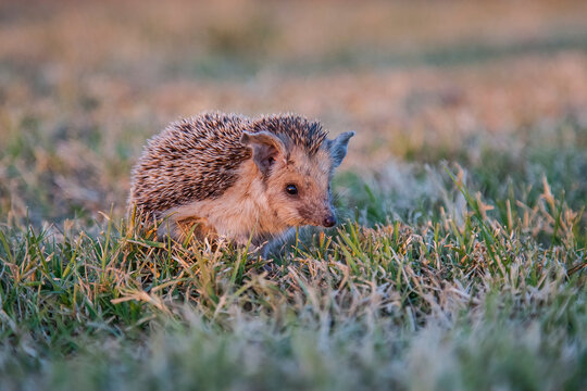 Southern White-breasted Hedgehog (Erinaceus concolor) is common in Europe and Turkey. Mostly bugs, slugs, worms, rarely small mice and snake puppies eat.