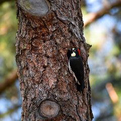 woodpecker