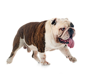english bulldog in studio