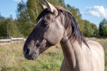 Horse portrait on a paddock. Grullo coat color horse.