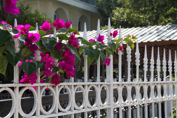 Red flowers, white wrought iron metal fence. Gates, fence and climbing flowers
