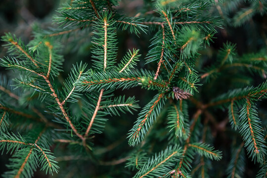 Christmas tree branches in the forest close-up, natural background.