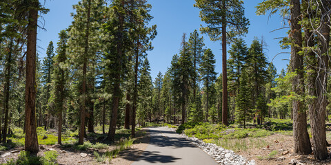 Wide View of Lake Tahoe Woods - 544174441