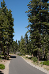 Asphalt Path through Tahoe Forest - 544174461