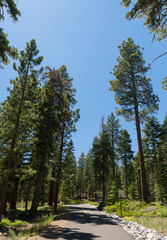 Tall Pine Trees Stand Above Path - 544174463