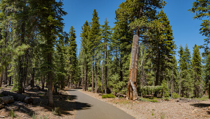 Tall Pines Beside Hiking Trail - 544174469