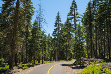 Bend in Path Through California Trees - 544174485