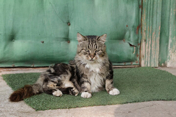 Tabby cat stretching with its eyes closed lying the house threshold. Happy pet, relaxation at hot...
