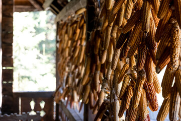 Dried Corns hanging on the porch in old house.