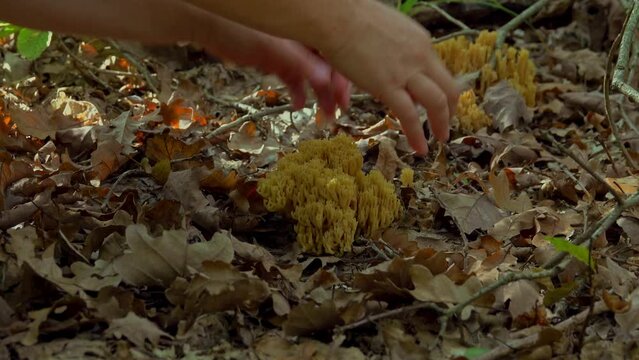 Woman hand picking goatsbeard (Ramaria flava) in pine forests in late summer, esculent fungi