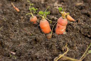 Root aphids are soil-borne pests of various plants, such as vegetables, are feeding on roots in the soil. Aphids, wingless forms on carrot root.
