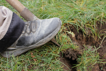 Woman shod in boots digs potatoes in her garden. Growing organic vegetables herself.