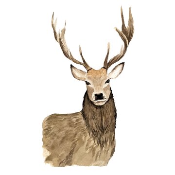 Deer brown horn elegance a watercolor illustration