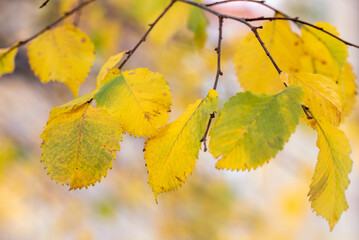 Yellow birch leaves on a blurred background.
