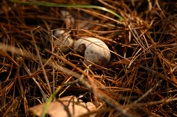 Wild bird egg, wild nature