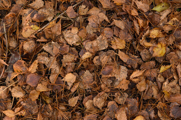 Colorful autumn fallen leaves on brown forest soil background