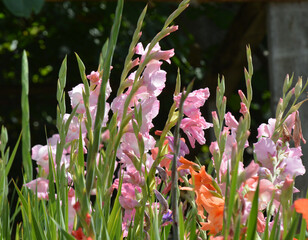 Summer gladiolus bloom