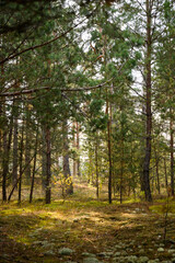Road in the coniferous forest. Forest path through a pine forest. Vertical photo.