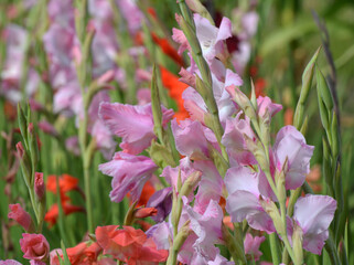 Summer gladiolus bloom