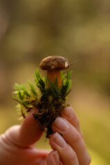 mushroom with roots in hand in a pine forest. picking mushrooms without a knife.