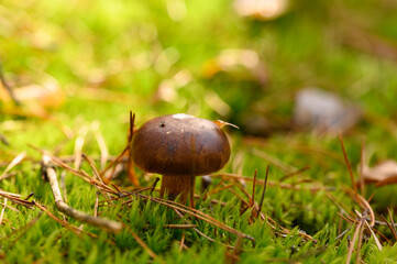 Close-up view of mushroom on the ground in the forest, purposely blurred