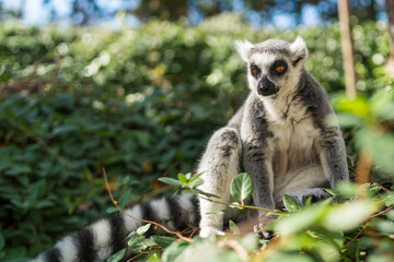 Fototapeta premium Portrait of a sitting lemur