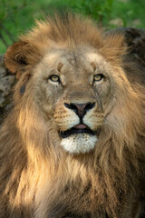 Fototapeta na wymiar Katanga Lion or Southwest African Lion, panthera leo bleyenberghi. Head Close Up. Natural Habitat. Big lion with dark mane in the green grass in the savanna.Portrait of an african lion in the green. 