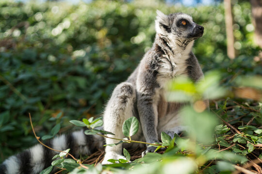 Portrait of a sitting lemur