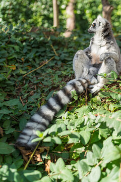 Portrait of a sitting lemur