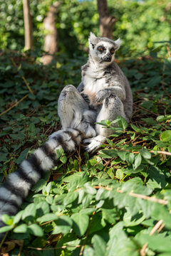 Portrait of a sitting lemur