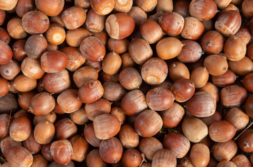 Pile of brown oak acorns in autumn close